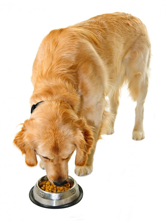 Raw Pet Food