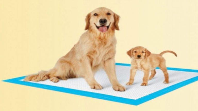 3 Steps For Using Puppy Potty Training Pads to Housebreak Your New Pet